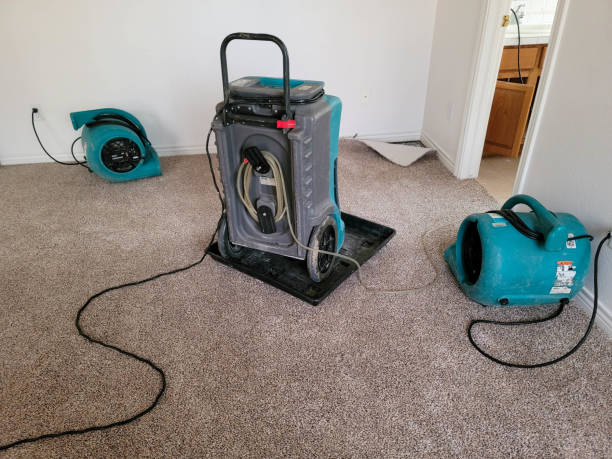 Best Water damage cleanup near me  in Powell, TN